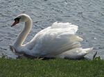 SX05341 Swan at rivers edge.jpg